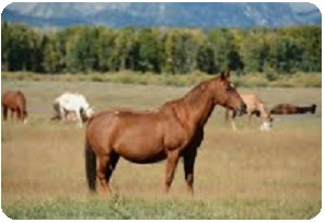 dr lorenzo rosati nutrizionista veterinario - cavallo15