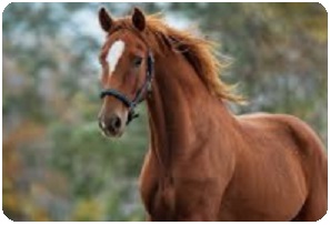 dr lorenzo rosati nutrizionista veterinario - cavallo16