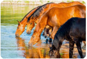 dr lorenzo rosati nutrizionista veterinario - cavallo18