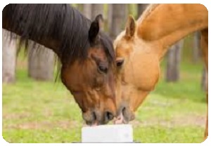 dr lorenzo rosati nutrizionista veterinario - cavallo3