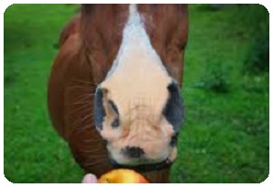 dr lorenzo rosati nutrizionista veterinario - cavallo4