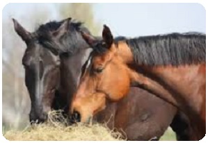 dr lorenzo rosati nutrizionista veterinario - cavallo5