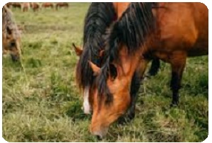 dr lorenzo rosati nutrizionista veterinario - cavallo7