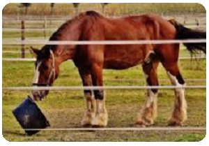 dr lorenzo rosati nutrizionista veterinario - cavallo8